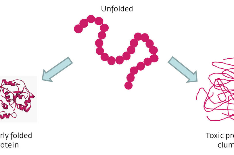 WSJ: Mad-Cow Disease Provides Insight into Parkinson's Protein Folding